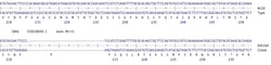 Abcam&nbsp;Human IDH2 knockout HCT116 cell line