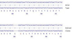 Abcam&nbsp;Human IFNGR2 knockout A549 cell line