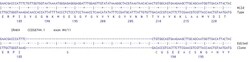 Abcam&nbsp;Human IRAK4 knockout MCF7 cell line