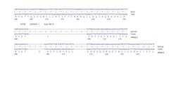 Abcam&nbsp;Human KAT2B knockout HCT116 cell line
