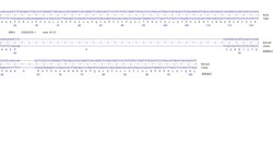 Abcam&nbsp;Human KDM1A knockout HCT116 cell line