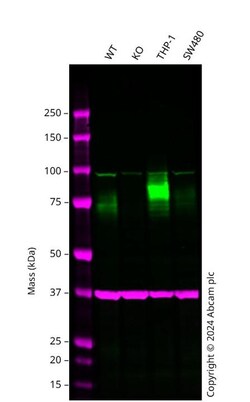 Abcam&nbsp;Human SIRPA knockout A549 cell line