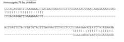 Abcam&nbsp;Human SGIP1 knockout SK-N-FI cell line