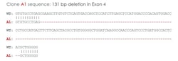 Abcam&nbsp;Human ECE1 knockout U-87 MG cell line