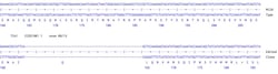 Abcam&nbsp;Human TIA1 knockout A549 cell line