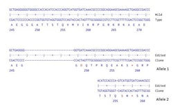 Abcam&nbsp;Human MECP2 knockout A549 cell line