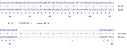 Abcam&nbsp;Human IL15 knockout A549 cell line