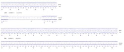 Abcam&nbsp;Human GZMB knockout A549 cell line