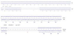 Abcam&nbsp;Human ICOSLG knockout A549 cell line