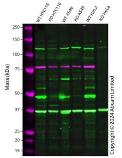 Abcam&nbsp;Human VDR knockout HCT116 cell line
