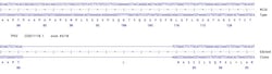Abcam&nbsp;Human TP53 knockout HCT116 cell line