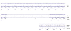 Abcam&nbsp;Human PSEN1 knockout PC-3 cell line