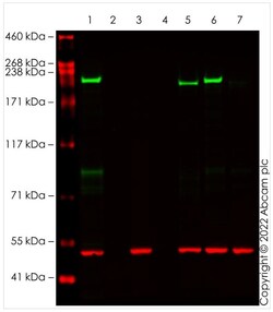 Abcam&nbsp;Human DICER1 knockout HEK293T cell line [4-25]