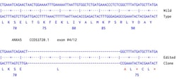 Abcam&nbsp;Human ANXA5 knockout A549 cell line