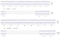 Abcam&nbsp;Human CSK knockout A549 cell line