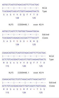 Abcam&nbsp;Human KLF5 knockout HCT116 cell line