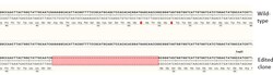 Abcam&nbsp;Human LPAR1 knockout HCT116 cell line