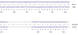 Abcam&nbsp;Human LPAR1 knockout A549 cell line
