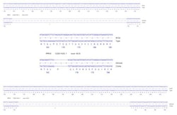 Abcam&nbsp;Human PPM1D knockout A549 cell line