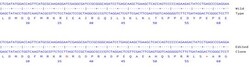 Abcam&nbsp;Human TGFB2 knockout A549 cell line