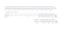 Abcam&nbsp;Human SERPINB9 knockout K562 cell line
