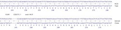 Abcam&nbsp;Human KIF5A knockout U-87 MG cell line