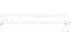 Abcam&nbsp;Human LRRK2 knockout U-87 MG cell line