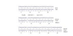 Abcam&nbsp;Human PLA2G6 knockout U-87 MG cell line
