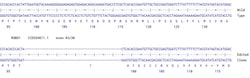 Abcam&nbsp;Human ROBO1 knockout U-87 MG cell line