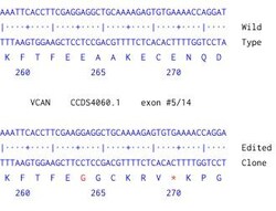 Abcam&nbsp;Human VCAN knockout U-87 MG cell line