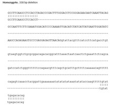 Abcam&nbsp;Human AGO2 knockout HeLa cell line