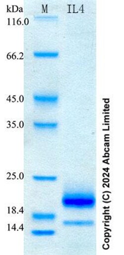 Abcam&nbsp;Recombinant Monkey IL-4 Protein Standard (His tag)