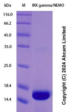 Abcam&nbsp;Recombinant Human IKK gamma/NEMO Protein Standard (His tag)