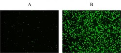Abcam&nbsp;Phosphatidylserine Apoptosis Assay Kit (Fluorometric)
