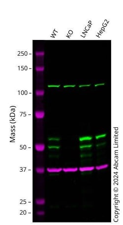 Abcam&nbsp;Human PNPLA2 Knockout A549 cell line