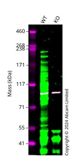 Abcam&nbsp;Human SHANK2 Knockout A549 cell line
