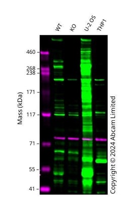 Abcam&nbsp;Human SYNE2 Knockout A549 cell line