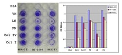Abcam&nbsp;Fibronectin Cell Adhesion Assay (Colorimetric)