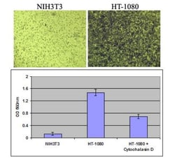 Abcam&nbsp;Cell Migration and Invasion Assay (8 &mu;m), Combo Kit