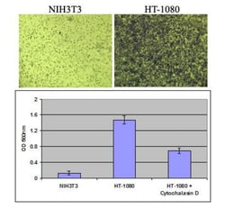 Abcam&nbsp;Cell Invasion Assay (Basement Membrane)-Colorimetric
