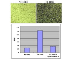 Abcam&nbsp;Cell Invasion (Basement Membrane)-Fluorometric