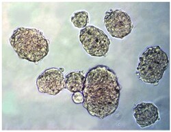 Abcam&nbsp;Cell Transformation Assay (Cell Recovery Compatible)