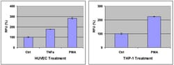 Abcam&nbsp;Leukocyte-endothelium Adhesion Assay