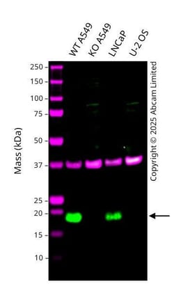 Abcam&nbsp;Human CHCHD10 knockout A549 cell line