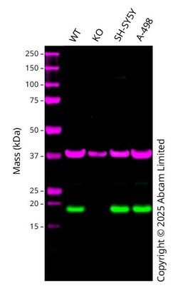 Abcam&nbsp;Human RNF5 knockout A549 cell line