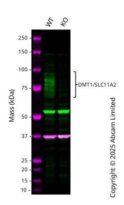 Abcam&nbsp;Human SLC11A2 knockout A549 cell line