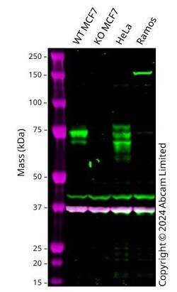 Abcam&nbsp;Human SMPD1 knockout MCF7 cell line