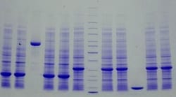 Abcam&nbsp;4-20% Precast Protein Gels, 12-Wells