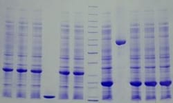 Abcam&nbsp;4-12% Precast Protein Gels, 12-Wells