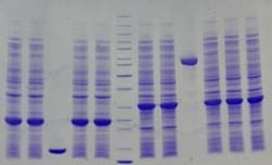 Abcam&nbsp;12% Precast Protein Gels, 12-Wells
